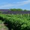Installation de centrales photovoltaïques au sol
